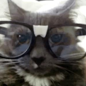 A photo of a cat with thick-rimmed glasses on.